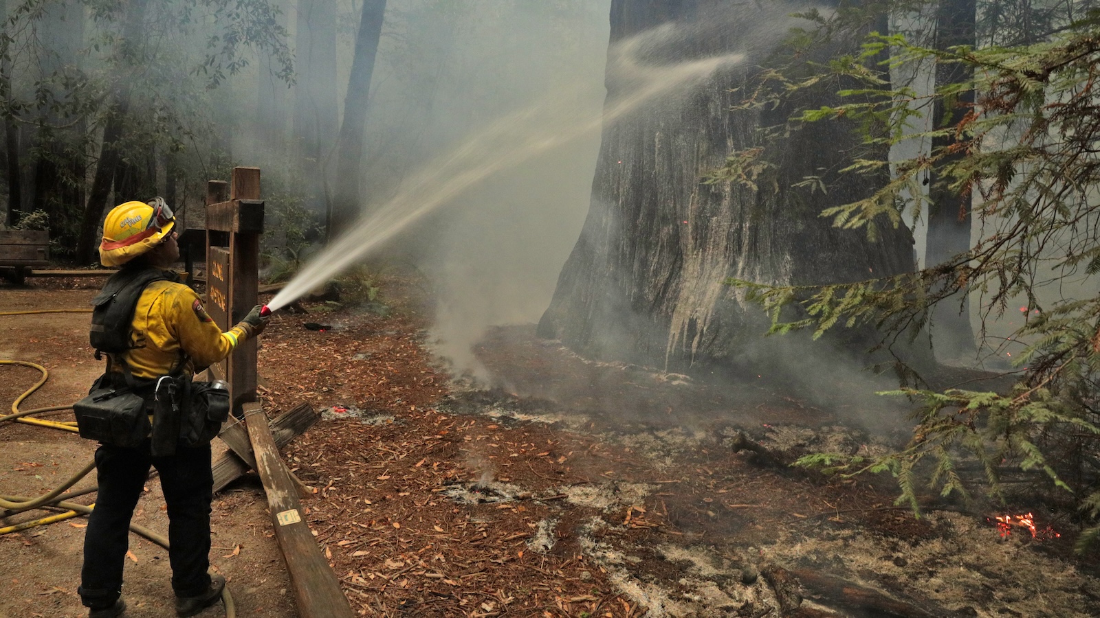 Firefighting foams contain toxic PFAS. Could soybeans be the answer?