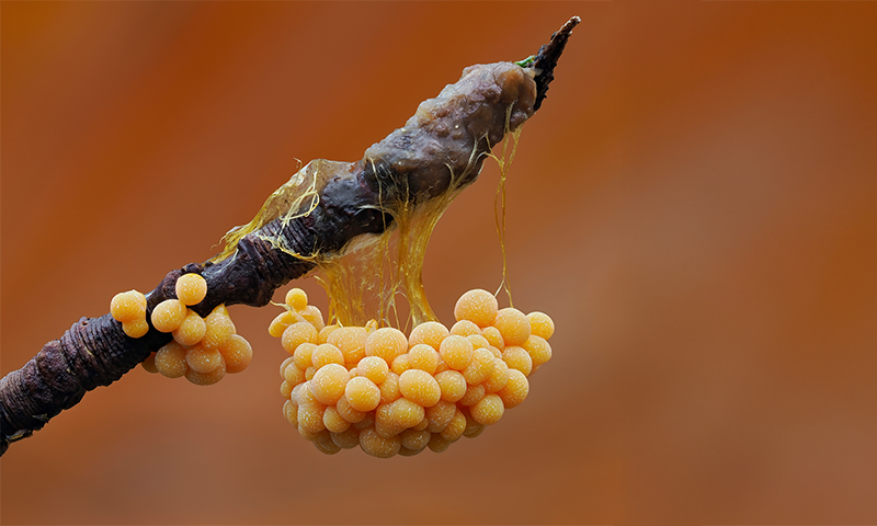 The Sublime Smarts of Slime Molds