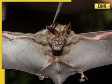 Scientists found 20 previously unknown, 2 ‘brain inflaming’ bat viruses in China, do they have potential to cause next pandemic? Here’s what we know so far