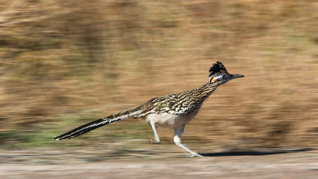 A roadrunner in your neighborhood? It’s a growing possibility.