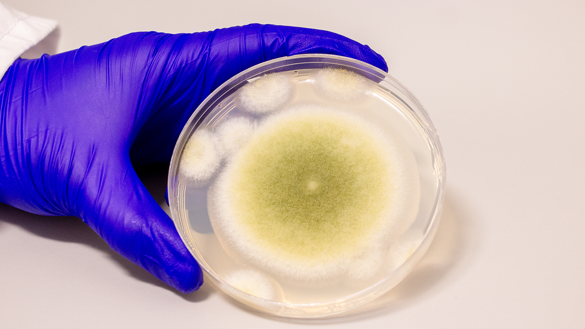 Fungus that may have caused ‘King Tut’s curse’ shows promise in treating cancer