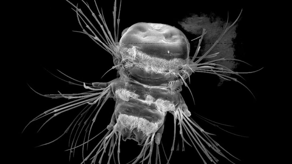 This creature can 3D-print its own body parts