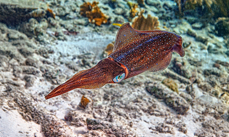 Ancient Seas Hosted the Ultimate Squid Game