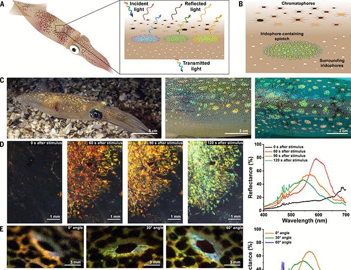 Gradient refractive indices enable squid structural color and inspire multispectral materials | Science