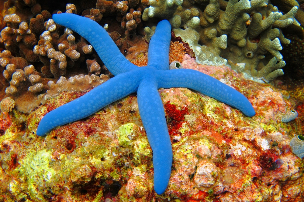 Discover How Starfish Gained Five Arms After Evolving From 500-Million-Year-Old Ancestor