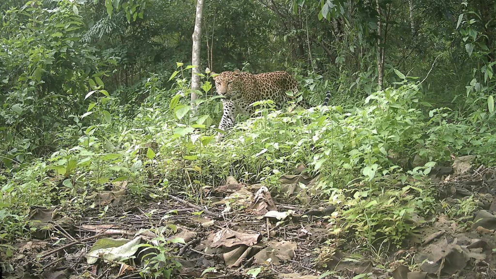 Elusive and critically endangered leopard caught on camera