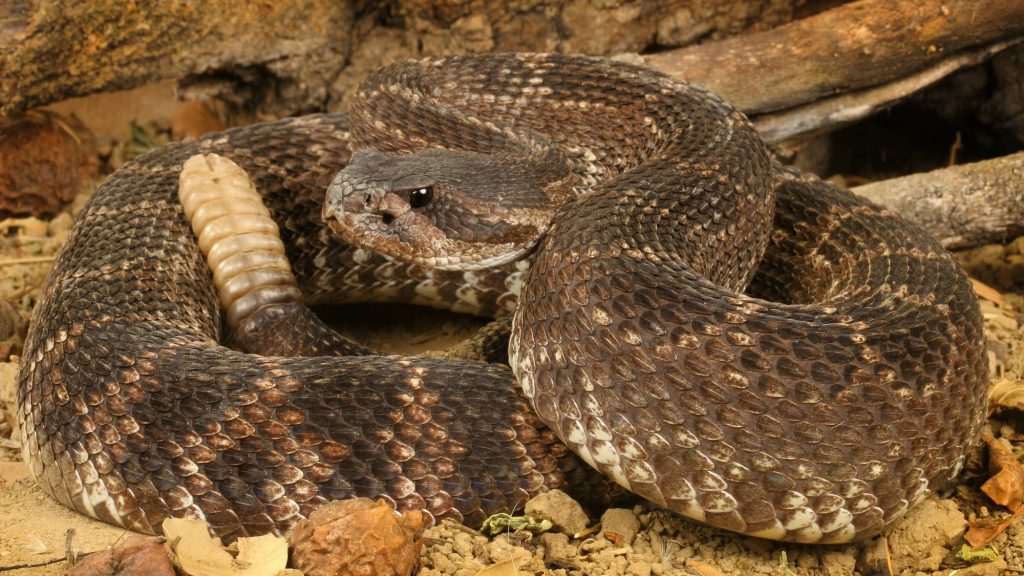 Spring rain could mean more rattlesnake bites
