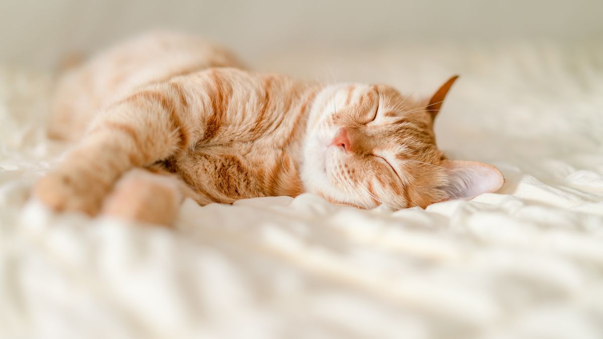 Are cats the only animals that purr?