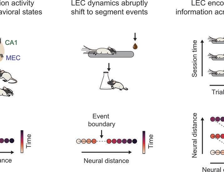 Event structure sculpts neural population dynamics in the lateral entorhinal cortex | Science