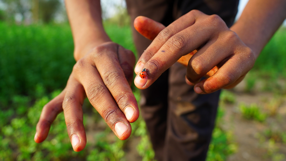 Can You Really Smell an Insect? Some Say They Have a Nose for Bugs, While Others Don’t