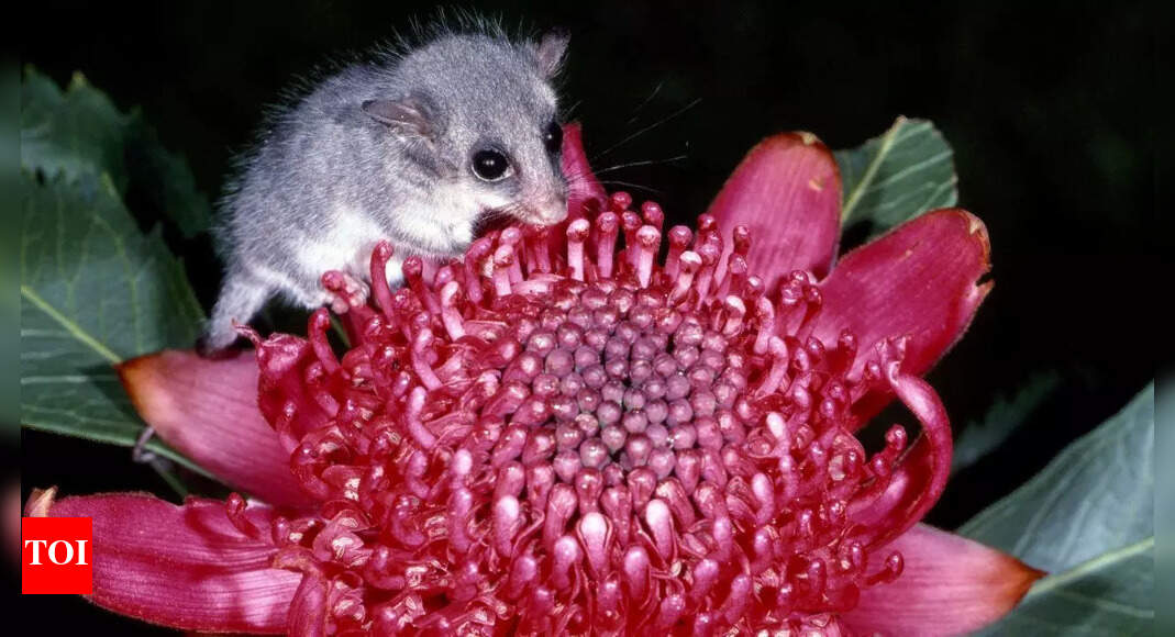 10 fascinating mammals that are small enough to fit on your palm