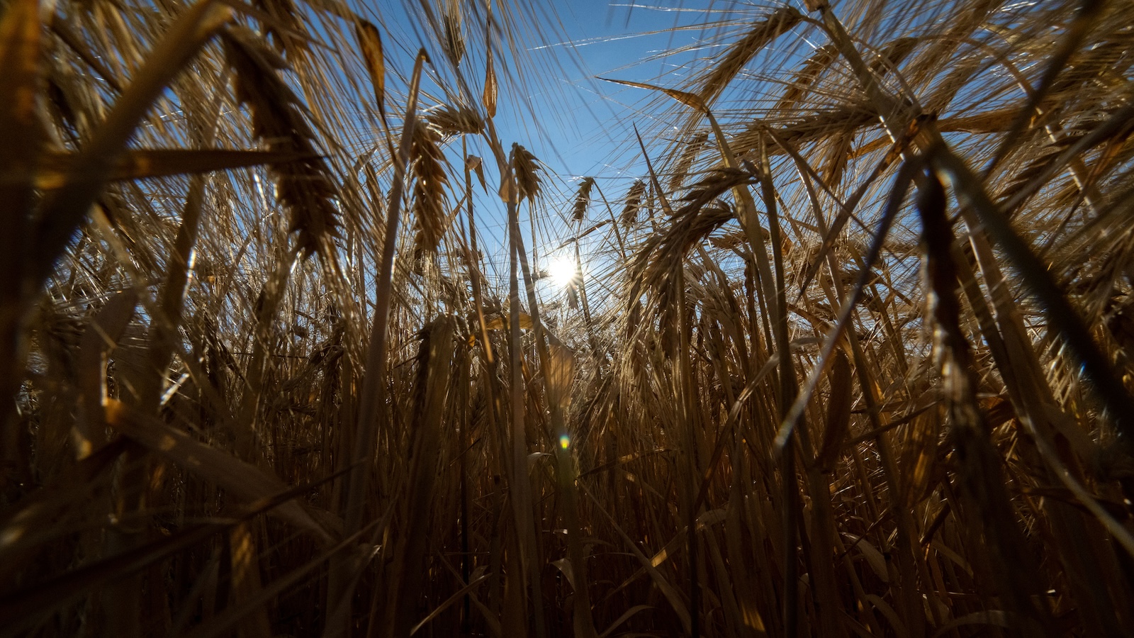 What does climate change mean for agriculture? Less food, and more emissions