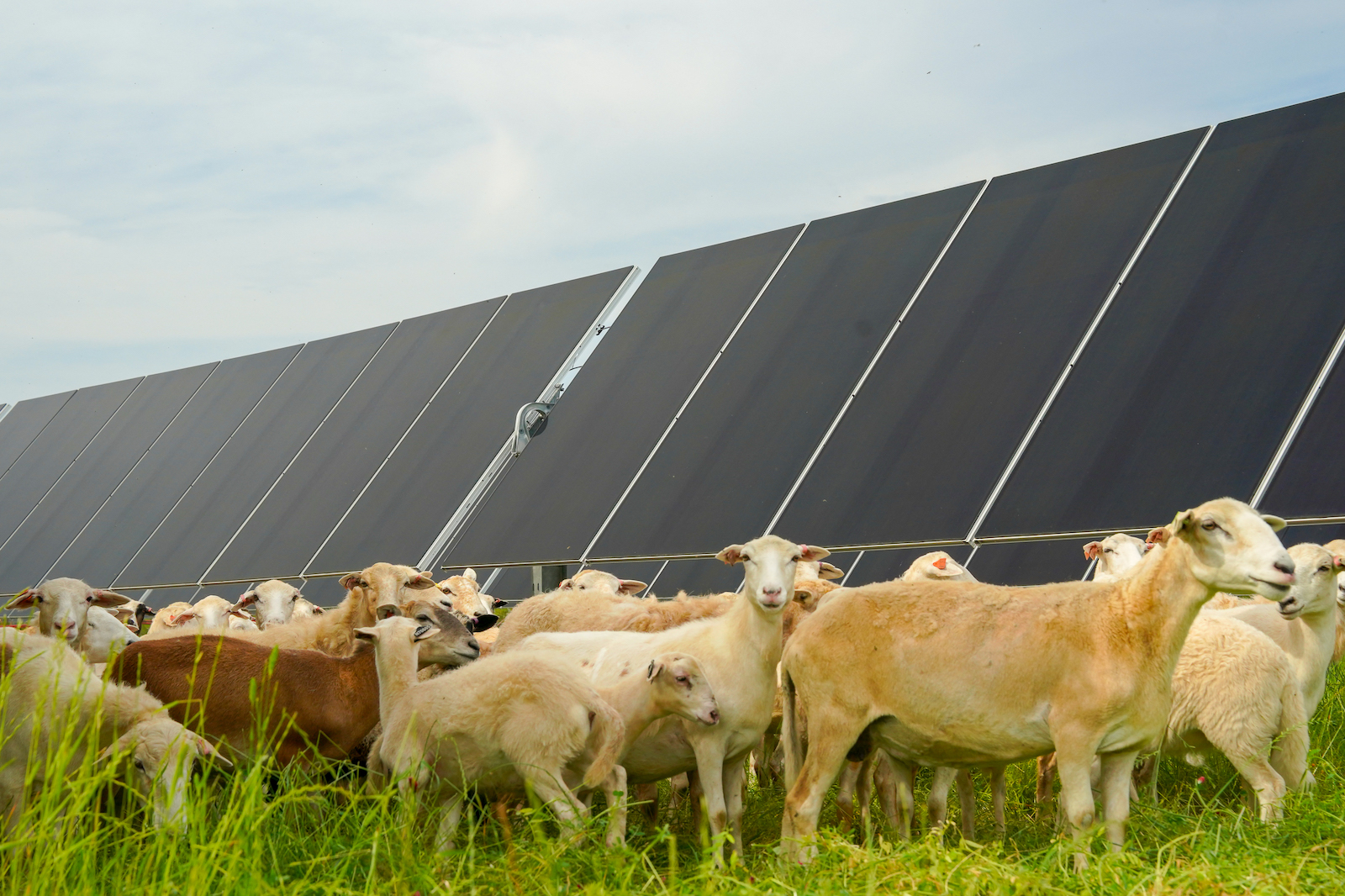 In Georgia, sheep on a solar farm is not a baaad idea