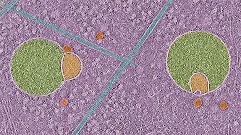 Scientists discover never-before-seen part of human cells — and it looks like a snowman wearing a scarf