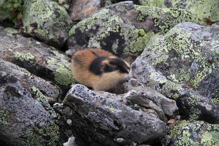 Norwegian Lemming Confirmed as One of the Newest Mammal Species on Earth
