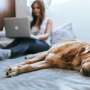 Protect your pets this summer: Tips for Independence Day and summer heat
