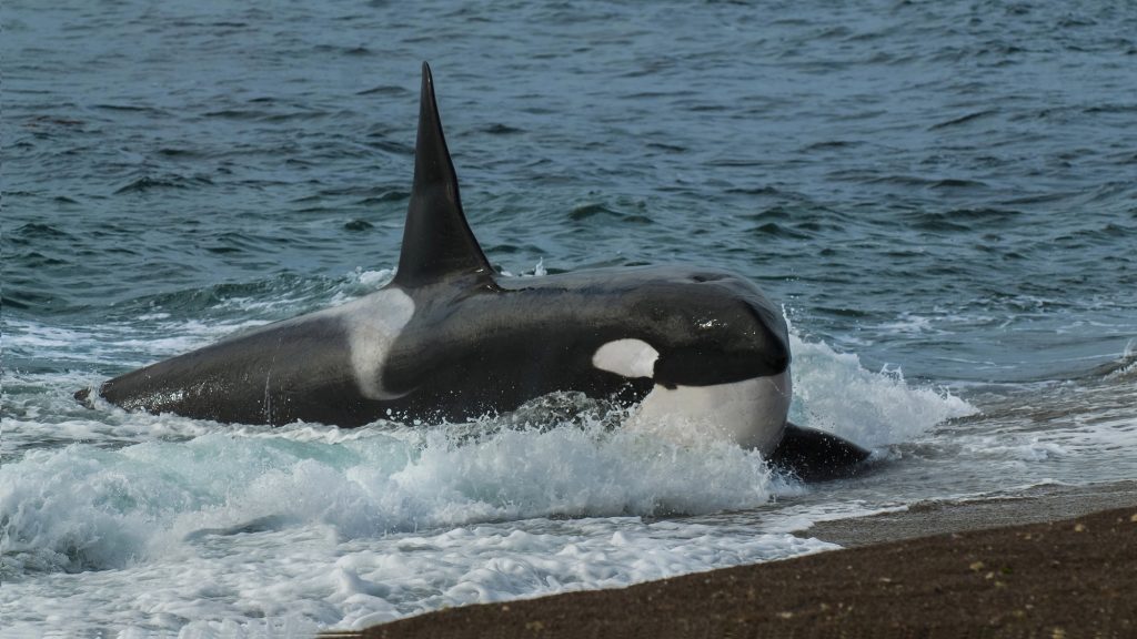 Wild orcas will sometimes offer food to humans