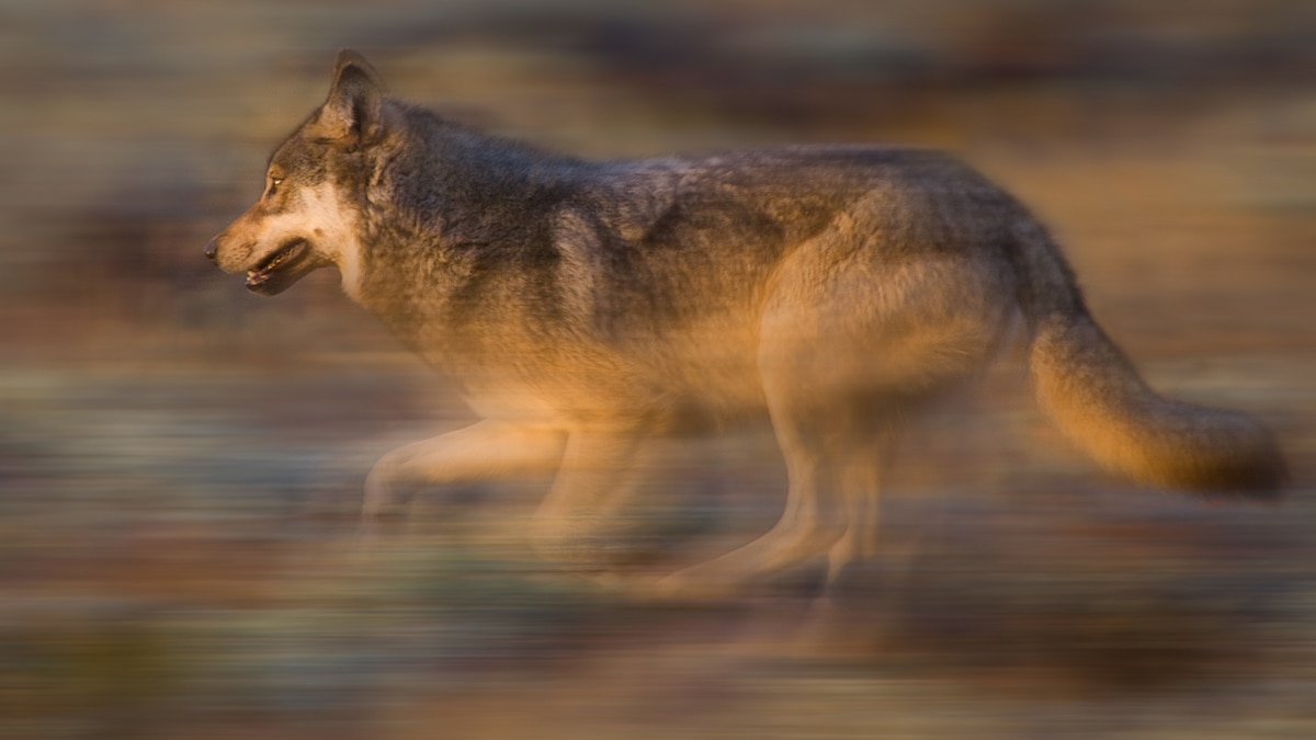Wolves have made a remarkable recovery in the U.S. So why are they being killed?