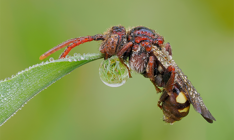 These Bees Are Tricksters