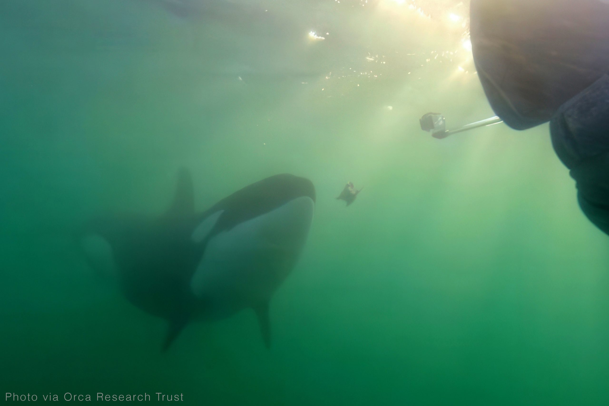 Some Killer Whales Share Their Lunch with Humans, and May be Trying to Build Relationships