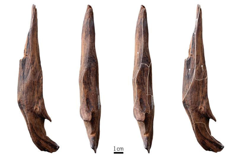 Ancient wooden tools show human ancestors ate their veggies