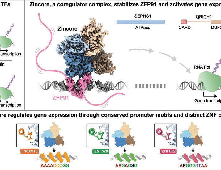 Zincore, an atypical coregulator, binds zinc finger transcription factors to control gene expression | Science