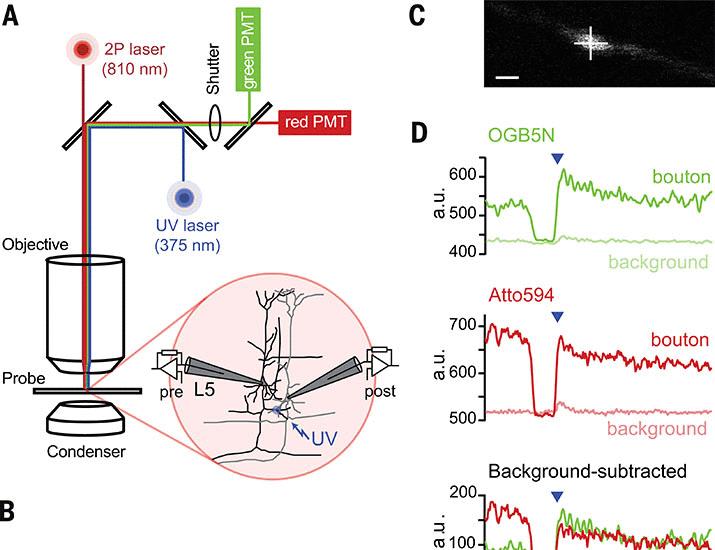 The intracellular Ca2+ sensitivity of transmitter release in glutamatergic neocortical boutons | Science