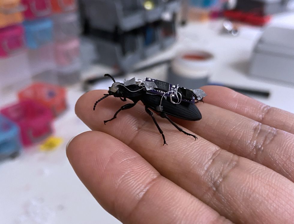 Video Friday: Cyborg Beetles May Speed Disaster Response One Day