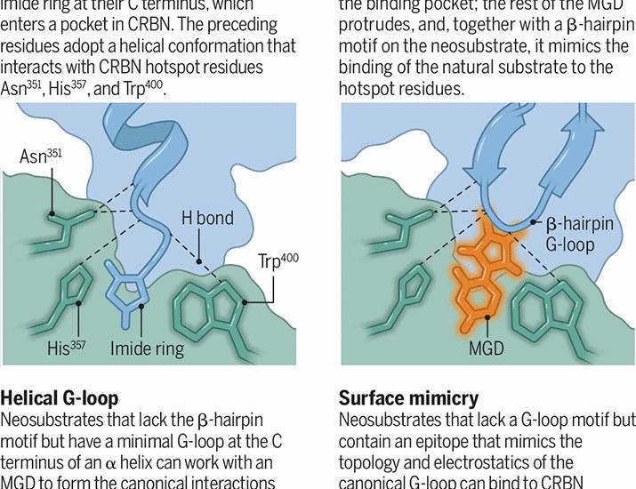 Expanding the reach of molecular glue degraders | Science