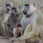 Father-daughter bonding may help female baboons live longer