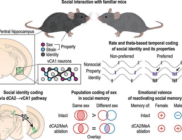 Representation of sex-specific social memory in ventral CA1 neurons | Science