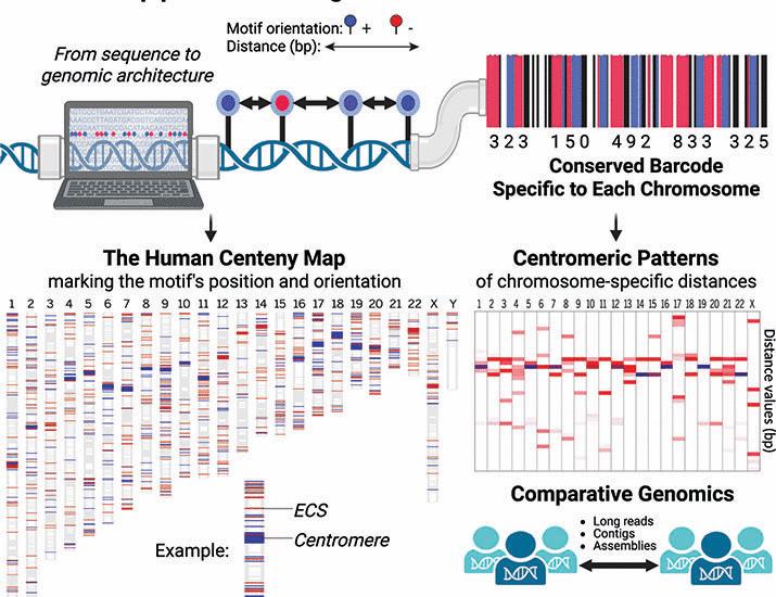 Chromosome-specific centromeric patterns define the centeny map of the human genome | Science