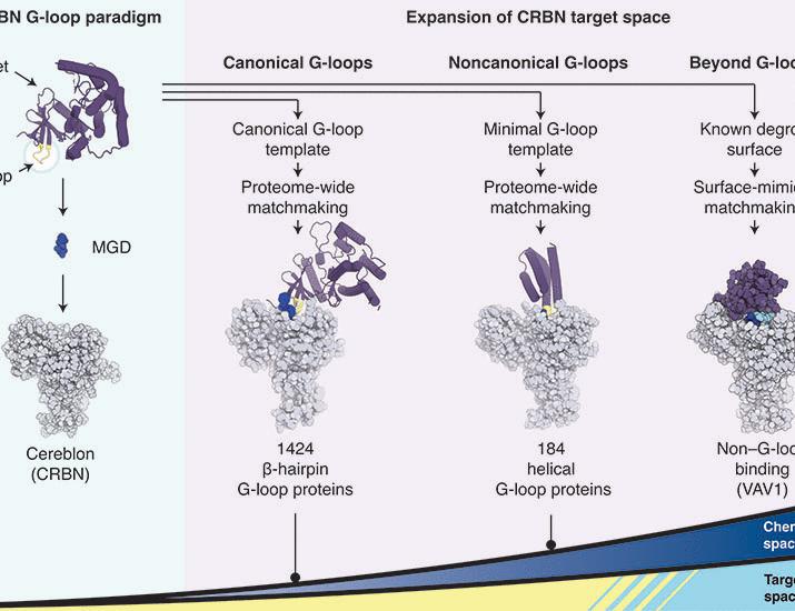 Mining the CRBN target space redefines rules for molecular glue–induced neosubstrate recognition | Science