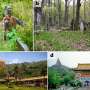 How war, politics and religion shape wildlife evolution in cities