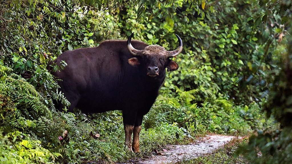 Indian Gaur Attack Claims Man's Life in Karnataka