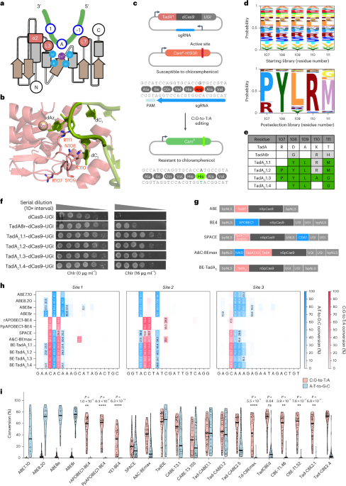 High-precision cytosine base editors by evolving nucleic-acid-recognition hotspots in deaminase