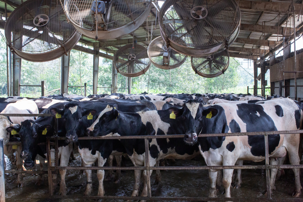 Climate Change Threatens Global Milk Supply, Even On Cooled Dairy Farms