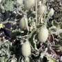 Behind the ballistics of the ‘explosive’ squirting cucumber