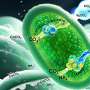 The multitasking microbe that turns CO₂ into minerals