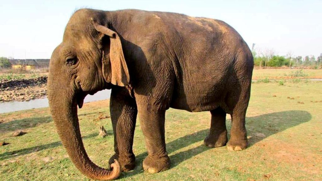 Asia's Oldest Elephant Vatsala Passes Away at Panna Reserve; MP CM Offers Tributes