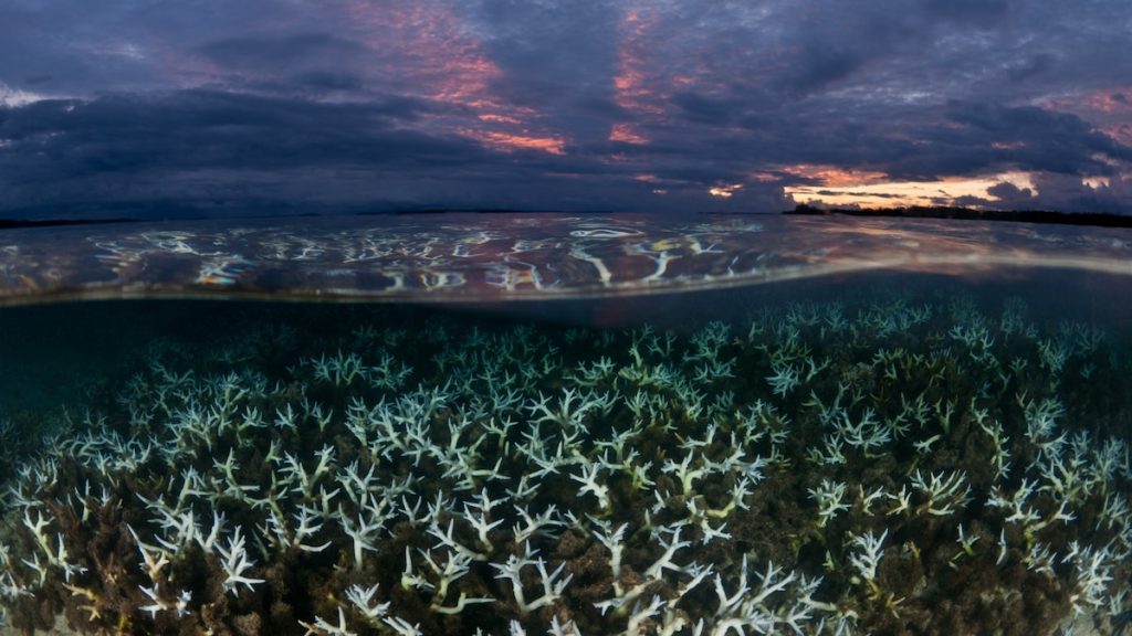 What causes coral bleaching? Here’s how it threatens ocean and human life