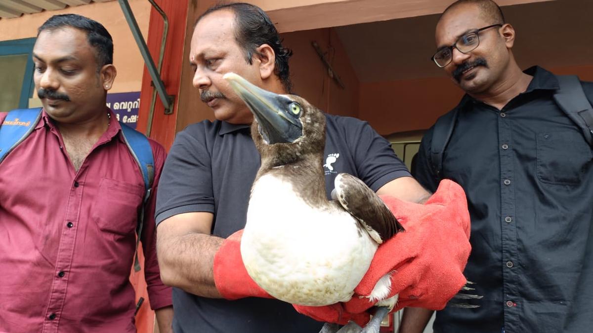 rare-masked-booby-bird-rescued-from-muzhappilangad-beach-in-kerala
