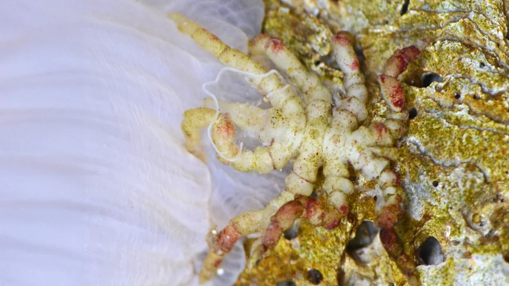 How a lost gene gave the sea spider its bizarre, leggy body
