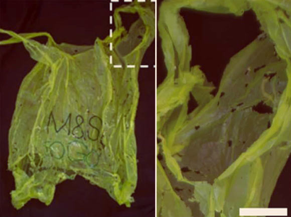 Wax Moth Caterpillars Can Metabolically Degrade Plastics and Store Them as Body Fat: Study