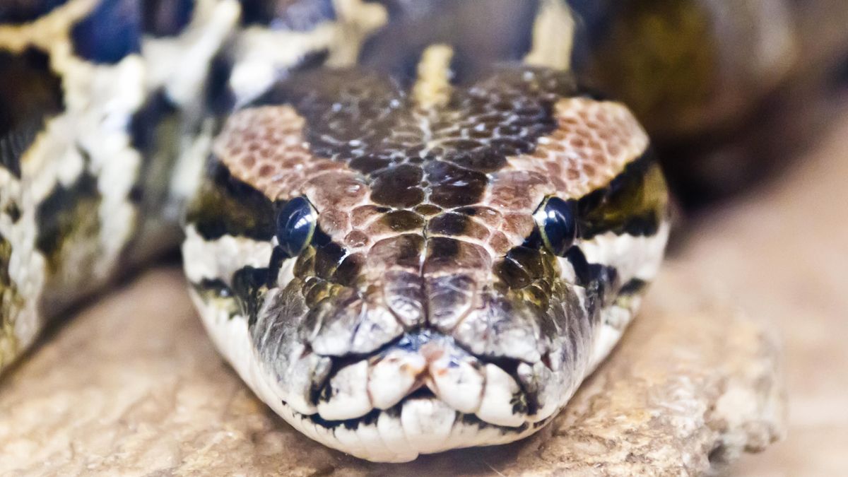 Scientists discover Burmese pythons have never-before-seen cells that help them digest entire skeletons