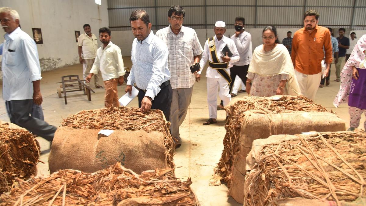 360-tonnes-burley-tobacco-procured-from-110-farmers-in-prakasam-district