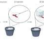Coral calcification benefits from human hormone injections, research finds