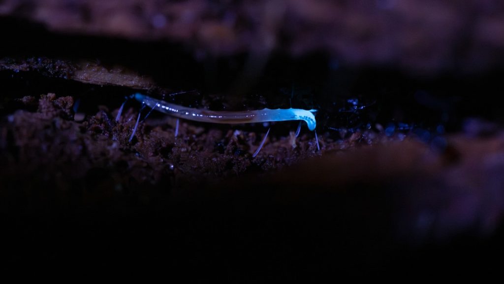 These elusive insects glow electric blue—and are only found in Appalachia