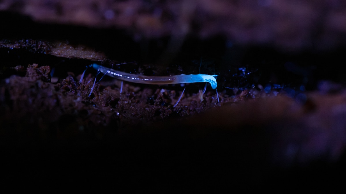 These elusive insects glow electric blue—and are only found in Appalachia