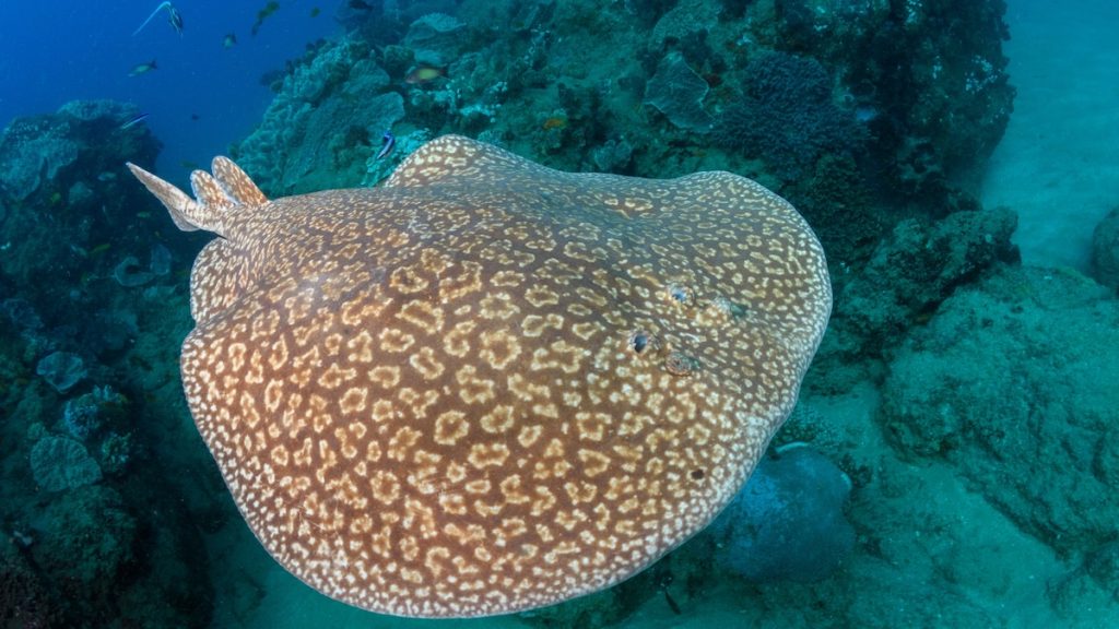 This animal has a built-in taser to stun sharks